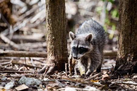 Photo for Beautiful wild animals - racoon in El Corchito Ecological Reserve in Progreso, Mexico during sunny day. Eco concept. - Royalty Free Image