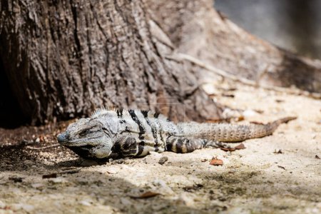 Foto de Hermoso animal salvaje, lagarto en Reserva Ecológica El Corchito en Progreso, México durante el día soleado. Concepto ecológico. - Imagen libre de derechos