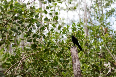 Foto de Hermosos animales salvajes Coati, Nasua en El Corchito Reserva Ecológica en Progreso, México durante el día soleado. Concepto ecológico. - Imagen libre de derechos