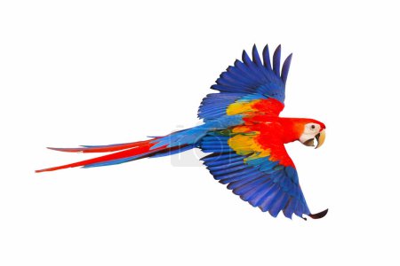 Scharlachroter Ara-Papagei fliegt isoliert auf weißem Hintergrund.