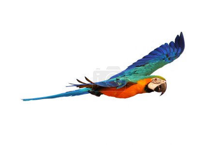 Photo for Colorful Blue and gold macaw parrot flying isolated on white background. Vector illustration - Royalty Free Image