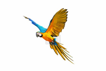 Téléchargez les photos : Perroquet aras bleu et or coloré volant isolé sur fond blanc. Illustration vectorielle - en image libre de droit