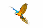Colorful Blue and gold macaw parrot flying isolated on white background. Vector illustration t-shirt #618951442