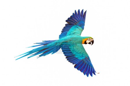 Photo for Colorful Blue and gold macaw flying isolated on white background. - Royalty Free Image