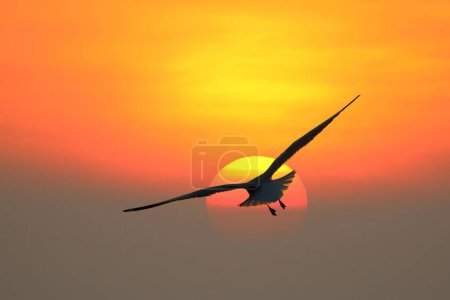 Schöne Möwe fliegt während des Sonnenuntergangs am Himmel.