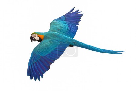 Téléchargez les photos : Perroquet volant coloré isolé sur fond blanc
. - en image libre de droit