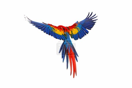 Colorful feathers on the back of macaw parrot. Scarlet macaw parrot