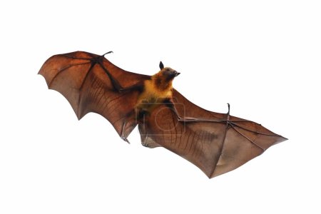 Bat flying isolated on white background. "Lyle's flying fox"