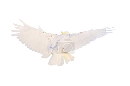 Schöne Kakadu Papagei fliegen isoliert auf weißem Hintergrund.