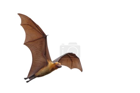 Foto de Murciélago volando aislado sobre fondo blanco. "Zorro volador de Lyle" - Imagen libre de derechos
