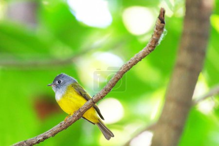 Photo for Grey-headed Canary-flycatcher perching on branch with green leaf background. - Royalty Free Image