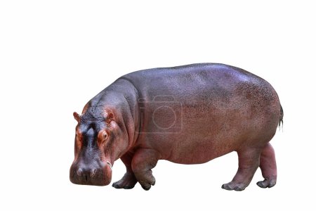 Téléchargez les photos : Hippopotame isolé sur fond blanc. - en image libre de droit