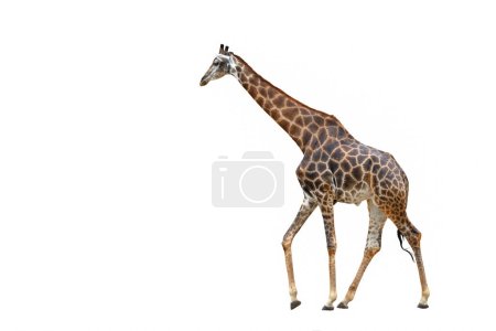 Giraffe läuft isoliert auf weißem Hintergrund.