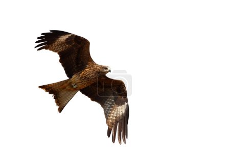 Birds of prey Black kite (Milvus migrans) flying isolated on a white background.