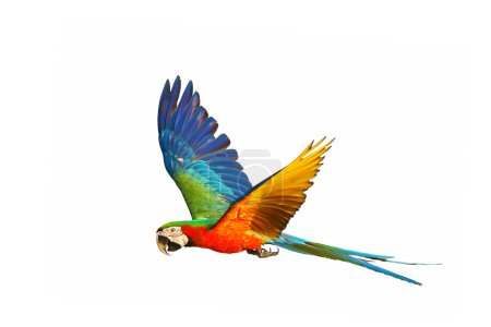 Foto de Colorful macaw parrot flying isolated on white background. - Imagen libre de derechos