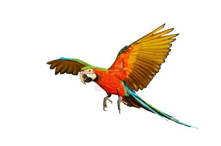 Foto de Colorful macaw parrot flying isolated on white background. - Imagen libre de derechos