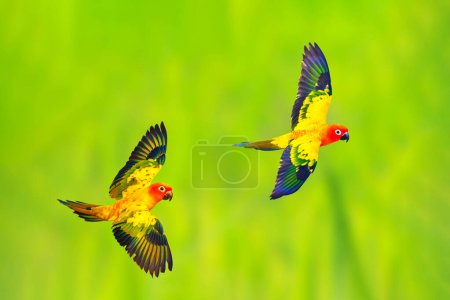 Téléchargez les photos : Perroquets conure de soleil coloré volant sur un fond vert de la nature. - en image libre de droit