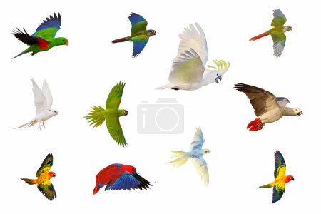 Collection of parrots isolated on white background.