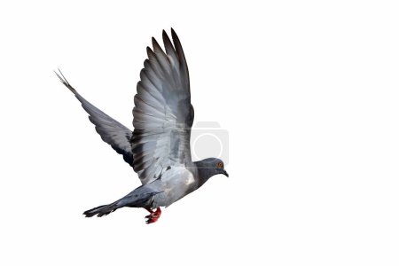 Beau Pigeon volant isolé sur fond blanc.