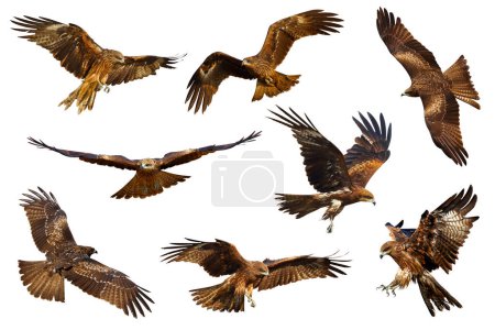 Téléchargez les photos : Ensemble de cerf-volant noir (Milvus migrans) volant isolé sur un fond blanc. - en image libre de droit