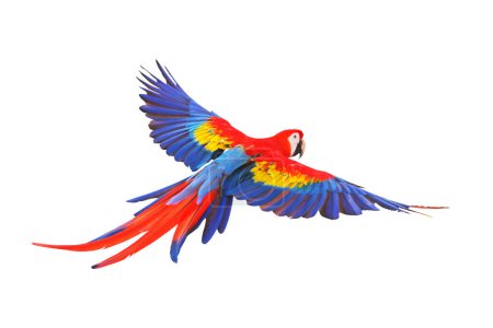 Téléchargez les photos : Perroquet volant coloré isolé sur fond blanc
. - en image libre de droit