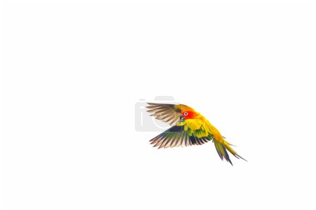 Photo for Sun conure parrot flying isolated on white background. - Royalty Free Image