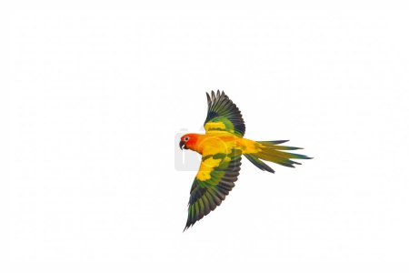 Téléchargez les photos : Soleil conure perroquet volant isolé sur fond blanc. - en image libre de droit