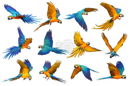 Téléchargez les photos : Ensemble de perroquet volant isolé sur fond blanc. Aras bleu et or - en image libre de droit