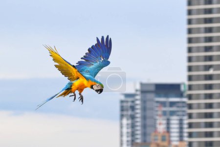 Photo for Beautiful of Parrot flying in the city. Free flying bird - Royalty Free Image