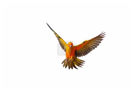 Téléchargez les photos : Beau perroquet conure soleil volant isolé sur fond blanc. - en image libre de droit