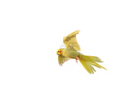 Photo for Beautiful of Cockatiel parrot flying isolated on white background. - Royalty Free Image