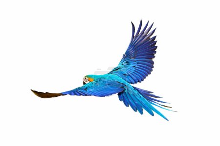 Photo for Gracefully flying parrot isolated on white background. - Royalty Free Image