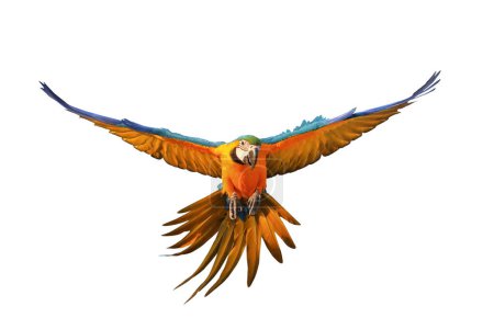 Photo for Gracefully flying parrot isolated on white background. - Royalty Free Image