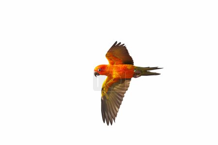 Téléchargez les photos : Beau perroquet conure soleil volant isolé sur fond blanc. - en image libre de droit