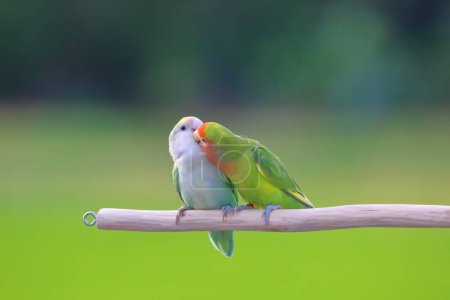 Photo for Cute and colorful of Lovebird on green nature background. - Royalty Free Image