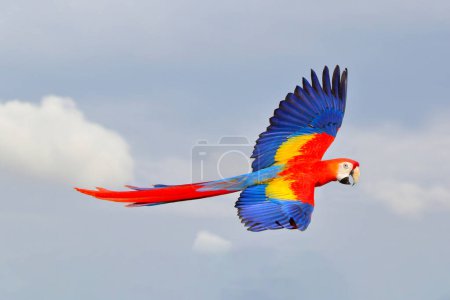 Téléchargez les photos : Beau perroquet volant dans le ciel. Oiseau volant gratuit - en image libre de droit