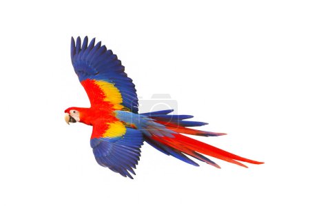 Téléchargez les photos : Perroquet aras écarlate volant isolé sur fond blanc
. - en image libre de droit