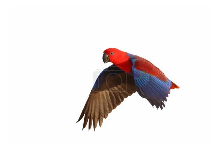 Photo for Colorful of Eclectus parrot flying clipping path on white isolated background. - Royalty Free Image