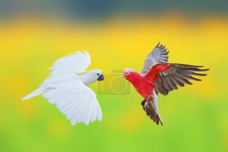 Photo for Beautiful Cockatoo parrots flying on blur flower field background. - Royalty Free Image