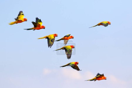 Téléchargez les photos : Des perroquets colorés volent dans le ciel. Oiseau volant gratuit - en image libre de droit