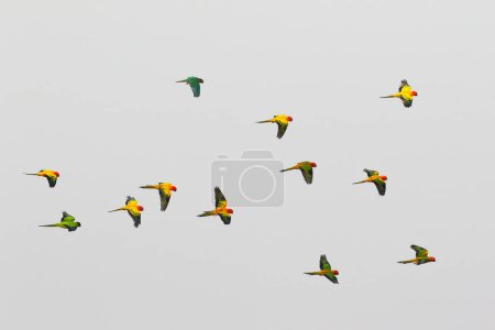 Photo for Colorful parrots flying in the sky. Free flying bird - Royalty Free Image