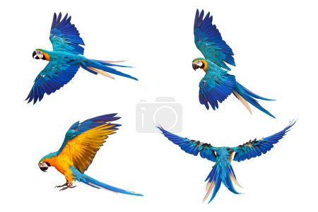 Photo for Set of Parrot flying isolated on white background. Blue and gold macaw - Royalty Free Image