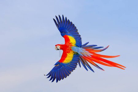 Téléchargez les photos : Coloré de perroquet volant dans le ciel. Oiseau volant gratuit - en image libre de droit