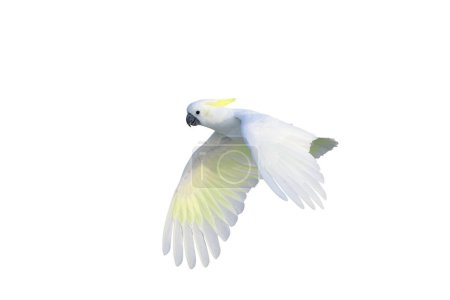 Schöne weiße Kakadu Papagei fliegen isoliert auf weißem Hintergrund.