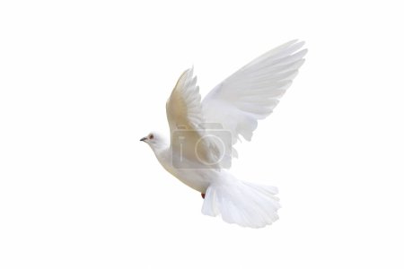 Foto de Hermosa paloma blanca aislada sobre un fondo blanco. - Imagen libre de derechos