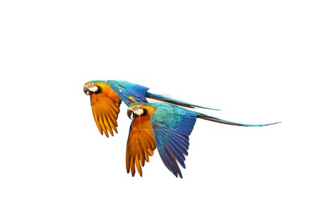 Photo for Colorful flying parrots isolated on white background. - Royalty Free Image