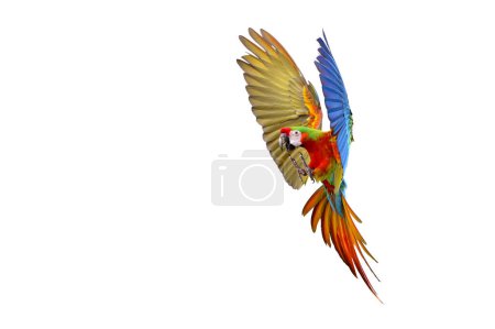 Photo for Colorful of Flame macaw parrot flying isolated on white background. - Royalty Free Image