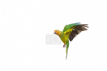 Photo for Beautiful of Brown-throated Conure flying isolated on white background. - Royalty Free Image