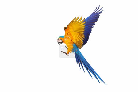 Photo for Colorful flying parrot isolated on white background. - Royalty Free Image