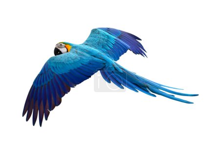 Photo for Colorful flying parrot isolated on white background. - Royalty Free Image